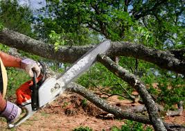 Best Tree Maintenance Programs  in Queens Gate, PA