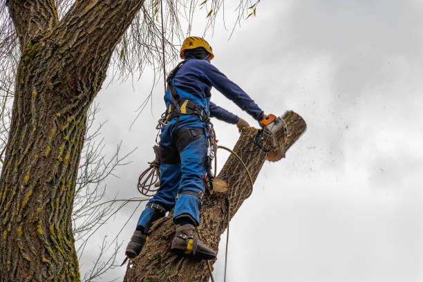 Best Tree Disease Treatment  in Queens Gate, PA