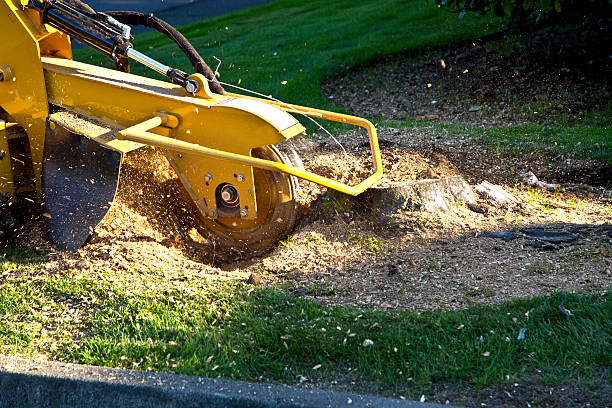 Lawn Grading and Leveling in Queens Gate, PA