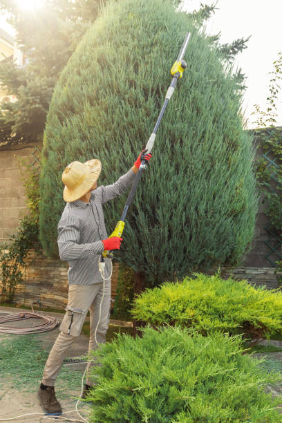 Tree and Shrub Care in Queens Gate, PA