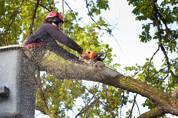 Best Leaf Removal  in Queens Gate, PA